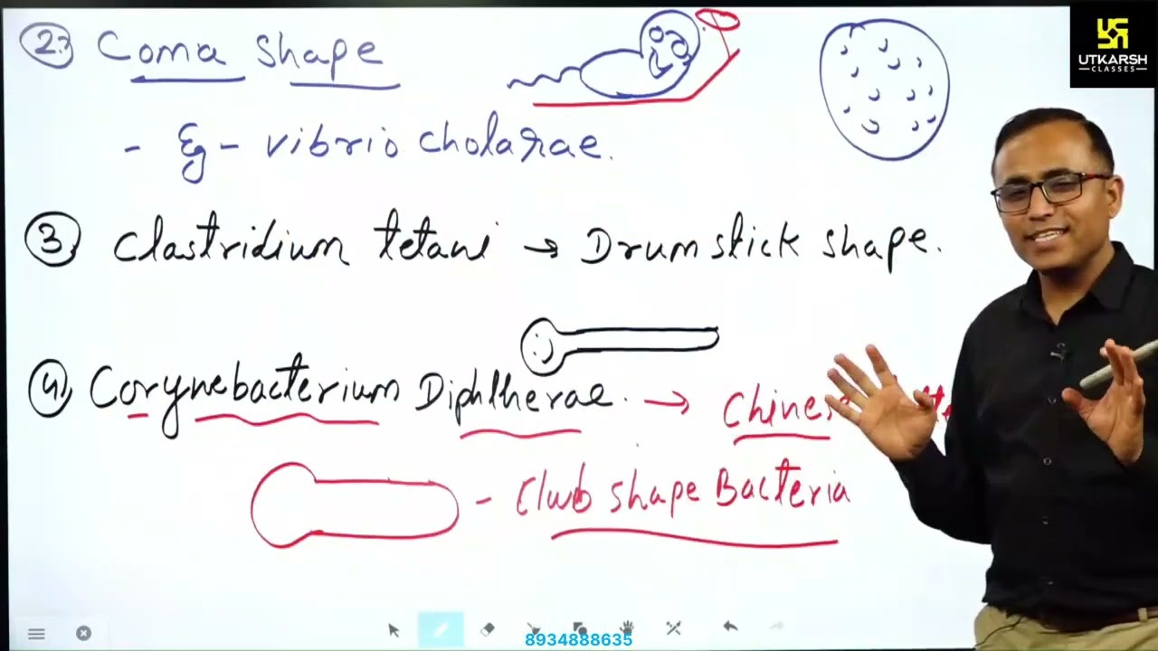 2  classification of bacteria