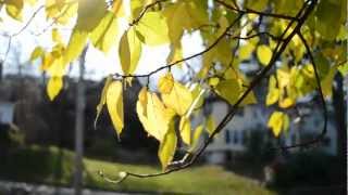 Sufjan Stevens - Vesuvius (unofficial video)