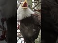 Red Tailed Hawks Call VS Bald Eagle Cry Sound Call Shortsvideo Baldeagle Redtailedhawk