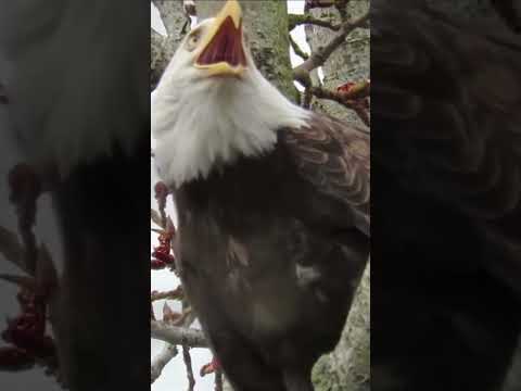 Red tailed hawks call VS bald eagle cry 🦅 #sound #call #shortsvideo #baldeagle #redtailedhawk