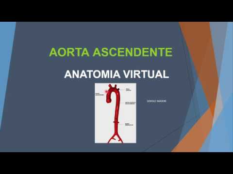 aorta  ascendente