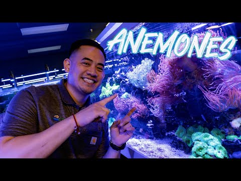 HOW TO SELECT, INTRODUCE & CARE FOR ANEMONES IN YOUR AQUARIUM | INTRODUCTION TO ANEMONES