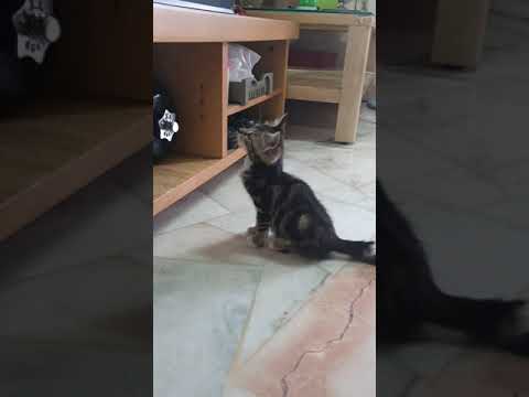 American Shorthair Kitten For Adoption - 3 Months, Tabby from Gombak, Kuala Lumpur