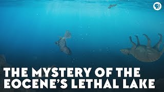 The Mystery of the Eocene’s Lethal Lake