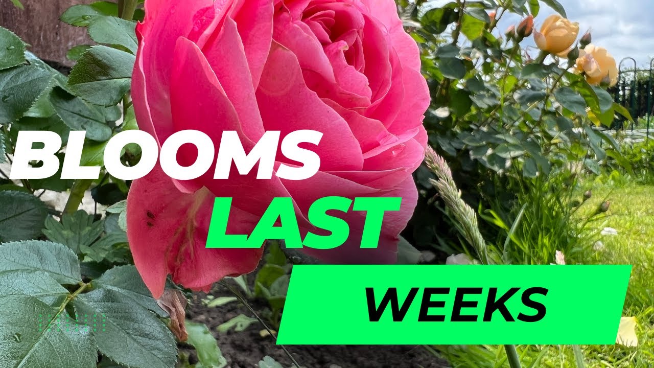 Roses With UNBELIEVABLY Long-Lasting Blooms (You Need These!) //The Rose Enthusiast