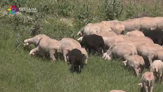 ΣΟΚ ΣΤΗ Β- ΒΙΠΕ ΒΟΛΟΥ: ΚΤΗΝΟΤΡΟΦΟΣ ΑΠΕΙΛΟΥΣΕ ΝΑ ΒΑΛΕΙ ΤΕΛΟΣ ΣΤΗ ΖΩΗ ΤΟΥ 07 10 2025