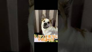 2026年1月10日栃木のお犬界の教祖様しろ様…満を持して愛知へ降臨‼️絶大なる信者…キョロ嬢を引き連れて新たな使命を受け新天地へ！#カリスマ犬#保護犬界のカリスマ#犬との暮らし