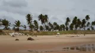 preview picture of video 'Praia selvagem, Costa do Sauipe, Bahía, Brasil'