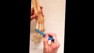 DFM2 anatomi handens ben