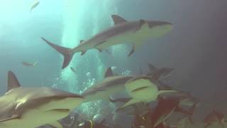 preview picture of video 'Shark Dive - The Feed 2 - Stuart Cove - Bahamas 2014'