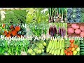 Wow Amazing Fruits And Vegetables Farms Organic Fruits And Vegetables Farming In Pakistan