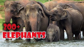 preview picture of video '200+ Elephants!!!  How we saw in Udawalawa Srilanka'