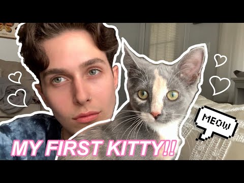 Adopting A Dilute Calico Kitten In 2021 | Popping My Cat Virginity, Rescue VS. Breeder *adorable*