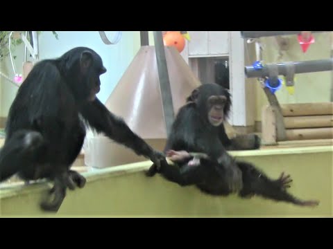 チンパンジー三姉妹と母 ⑰ Three chimp sisters＆mom  Yotsuba age1 & Twins age4