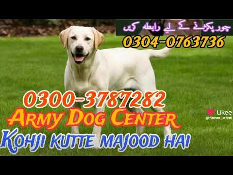 𝗔𝗿𝗺𝘆 𝗱𝗼𝗴 𝗰𝗲𝗻𝘁𝗲𝗿 𝗿𝗮𝗵𝗶𝗺 𝘆𝗮𝗿 𝗸𝗵𝗮𝗻 0326-8768029