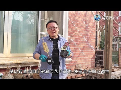 爬牆虎種植