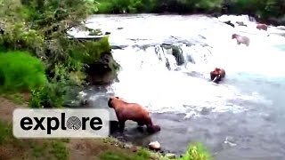 Cub Drama at Brooks Falls - Mother Protects Her Cubs
