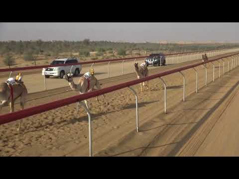 03-03-2018 AL KHAZNA CAMEL RACE LAP=12