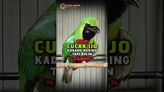 Download lagu Main cucak ijo memang bikin candu #shorts mp3