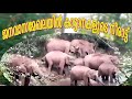Kattana At Palappilly ജനവാസമേഖലയിലിറങ്ങിയ കാട്ടാ�