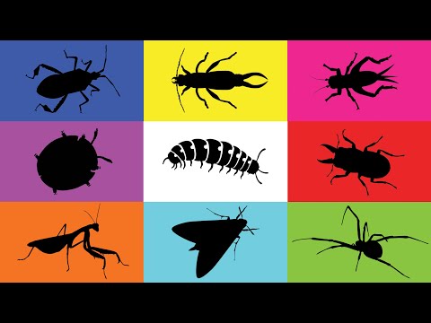 Insect: Grasshopper, Spider, Mantis, Milipede, Leafbug, Beetle, Moth, Golden Tortoise Beetle, Earwig