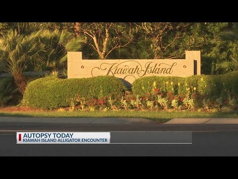 Woman killed in alligator attack