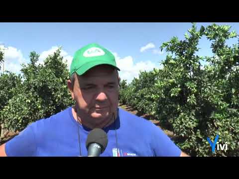 Agrumeto compromesso dai cinghiali: scorribanda notturna tra Castellaneta e Castellaneta Marina