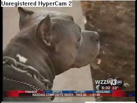 should pit bulls be illegal Study why pit bulls shouldn't be banned from places flashcards play games, take quizzes, print and more with easy notecards. should pit bulls be illegal Study why pit bulls shouldn't be banned from places flashcards play games, take quizzes, print and more with easy notecards.
