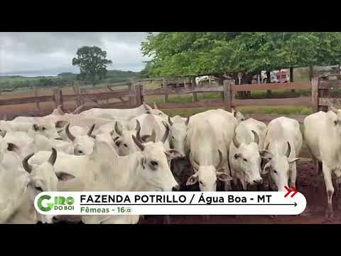 FAZENDA POTRILLO: FÊMEAS NELORE DÃO SHOW DE ACABAMENTO EM ÁGUA BOA (MT)