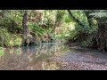 Emerald Stream flows through peaceful New Zealand Bush |  Karakariki Track 10hrs