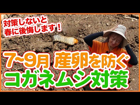 家庭菜園でコガネムシの幼虫を駆除するにはどうすればよいですか?識別および制御ソリューション  庭園