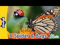 🕷️ A Spider & Bugs | Black Widow Spider, Ladybug, Monarch Butterfly, Grasshopper, Dragonfly