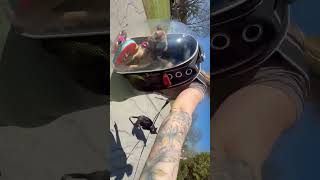 Video preview image #1 Bulldog-Chihuahua Mix Puppy For Sale in North Royalton, OH, USA