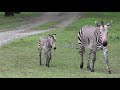 Baby Zebra Born At Animal Kingdom Lodge