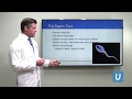 Improving Fertility in Men with Poor Sperm Count | Jesse Mills, MD | UCLAMDChat