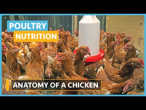 Poultry Nutrition Lesson 1 Introduction To Poultry Nutrition