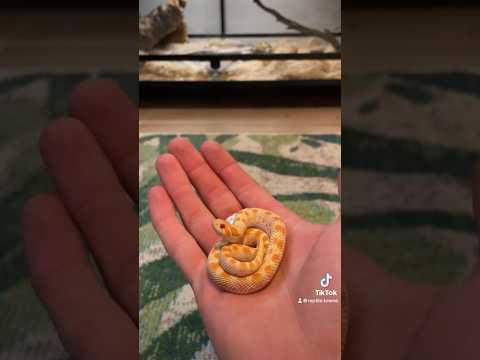 The only “petshop” snakes I keep are western hognose snakes, I have such a love for them ❤️ #pets