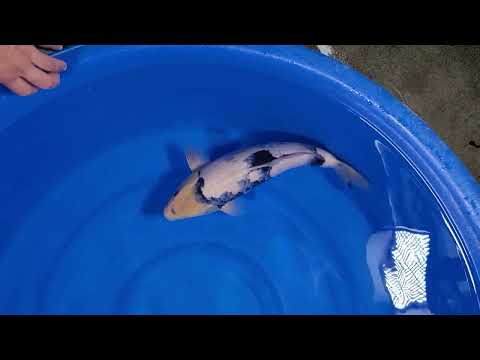 JKS 71  April 2023 Lottery sale 2Y F Shiro Utsuri Male 46cm