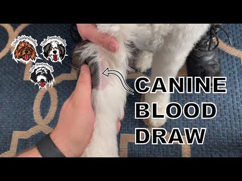How to EASILY Draw Blood From Your Dog - SUPER EASY!