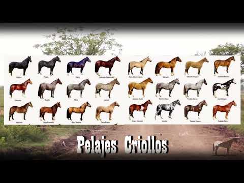 , title : 'Pelajes (Colores) De Los Caballos Criollos 🐴-Del Cerro Soy'