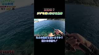 青物の群れが漁港に襲来！堤防の上から狙ったら凄まじいチェイスが…#shorts #釣り #ショアジギング