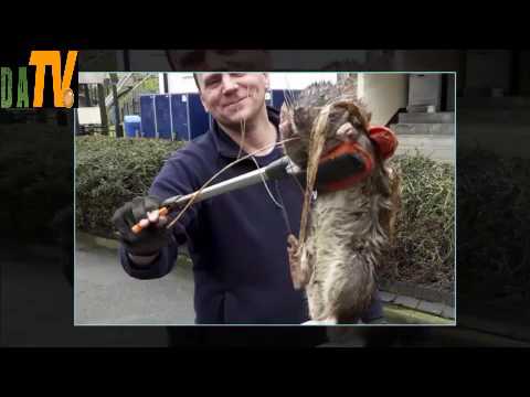 A Giant Rat The Size Of A Small Child Found In London