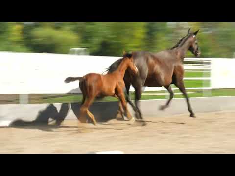 Lady Justice xx v. Mount Etna xx - Maxios xx - Dalakhani xx