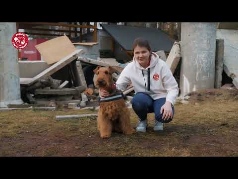 Pomóż! Uratuj psiaka.