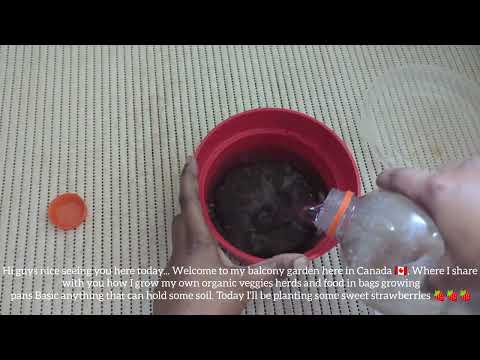 🇨🇦How I grow my own organic veggies & herbs in Canada  day 8 + today I planted some strawberries🍓