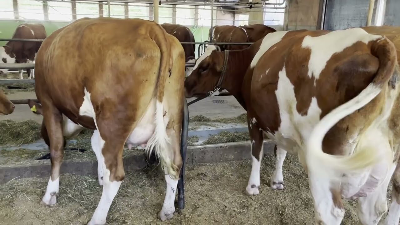 Familie Mast gelangen vier Generationen mit je 100 000 kg Lebensleistung