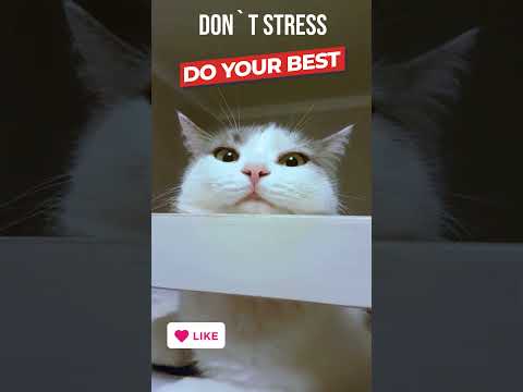 Against stress 🐱My Big Cat Family - Lola: Don`t stress do your best #catshorts #cutecats