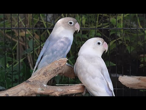 Lovebird Chirping and Singing Sounds 7 Hours - Pastel Blue & Pastel White