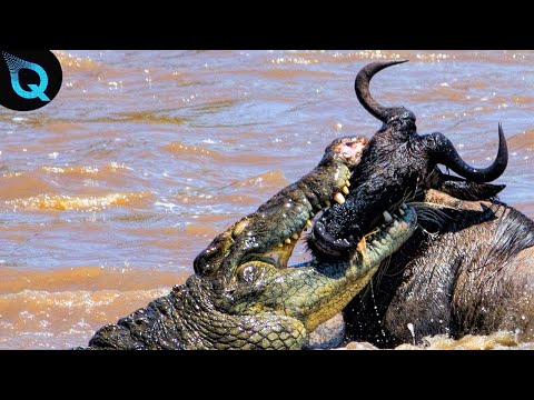 QUANDO O CROCODILO DO NILO ATACA A MANADA DE GNU