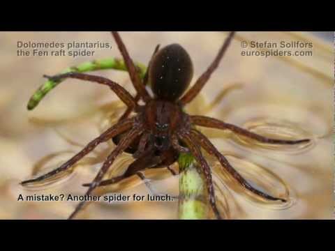 download lagu mp3 mp4 Dolomedes Plantarius, download lagu Dolomedes Plantarius gratis, unduh video klip Dolomedes Plantarius